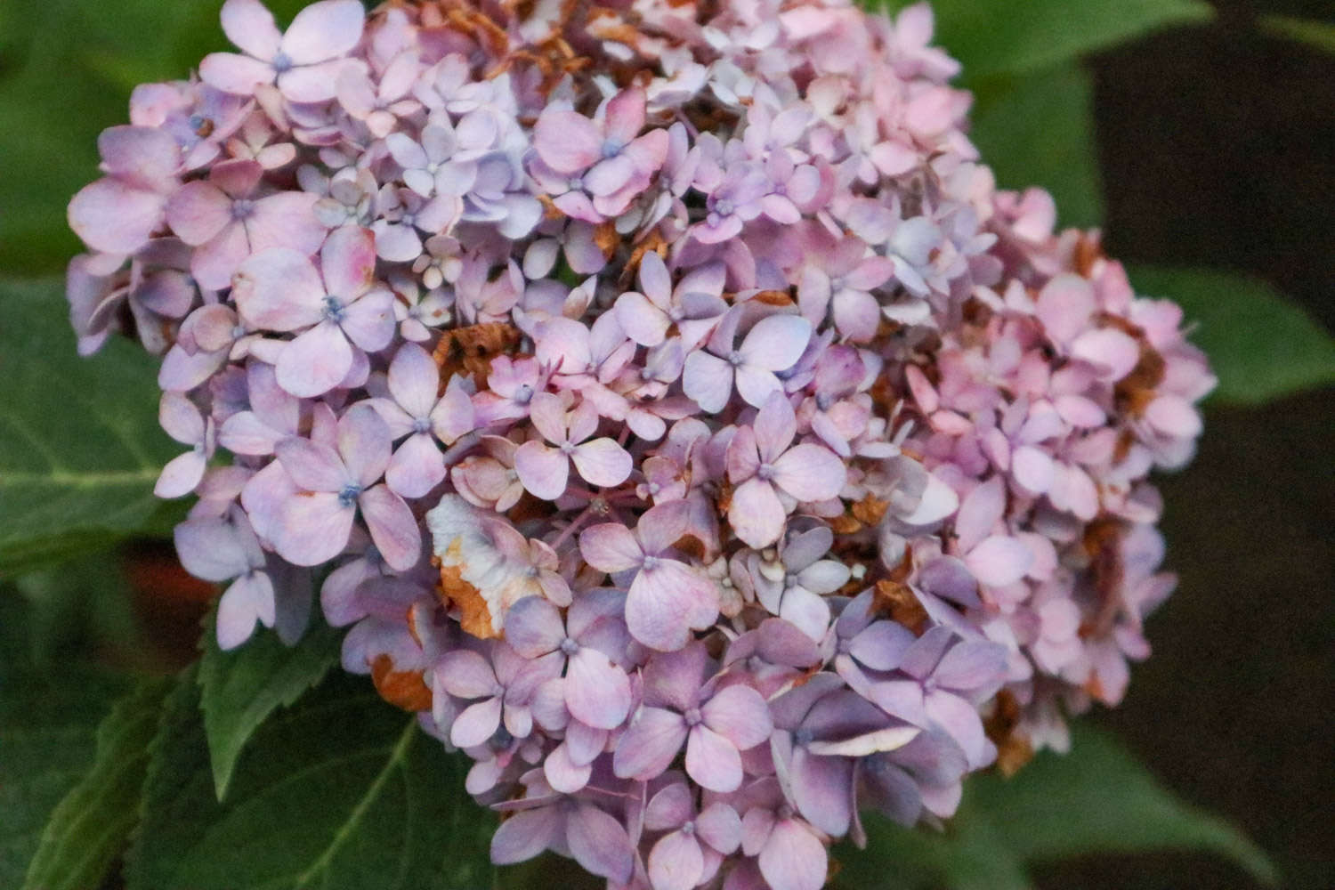 繡球花