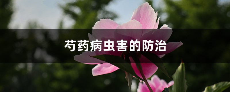 芍藥病蟲(chóng)害的防治，芍藥需要驅(qū)蟲(chóng)嗎