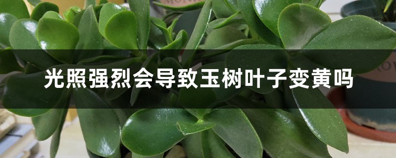 光照強(qiáng)烈會(huì)導(dǎo)致玉樹葉子變黃嗎，其他影響因素