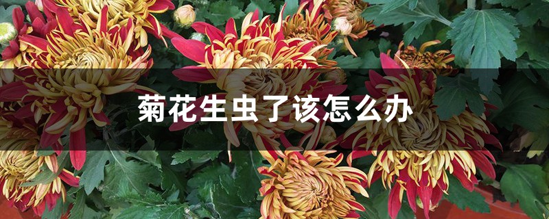 菊花生蟲了該怎么辦