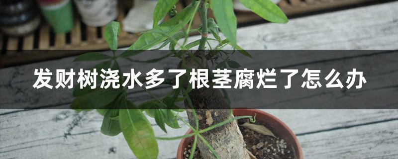 發(fā)財(cái)樹(shù)澆水多了根莖腐爛了怎么辦，怎么使用生根粉