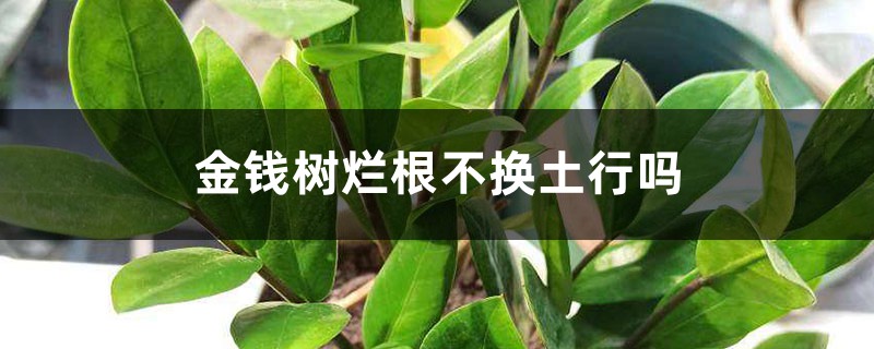 金錢樹爛根不換土行嗎