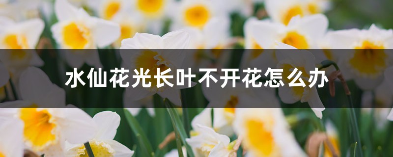 水仙花光長葉不開花怎么辦，不開花是什么原因