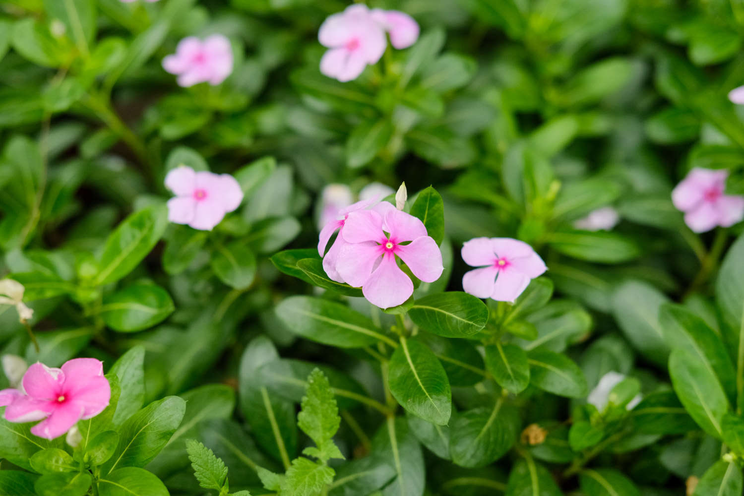 長(zhǎng)春花