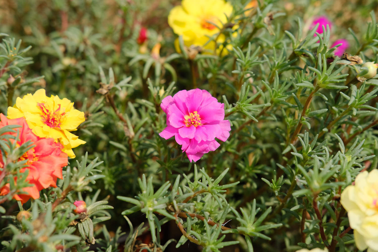 太陽花