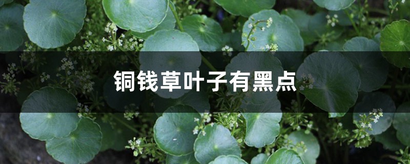 銅錢草葉子有黑點(diǎn)，銅錢草一般會(huì)得什么病