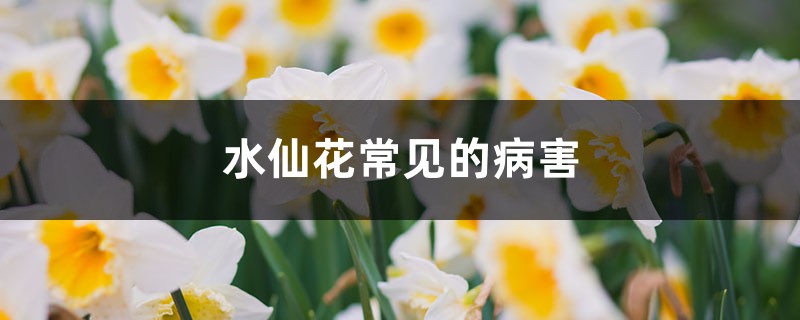 水仙花常見的病害，如何防治病害