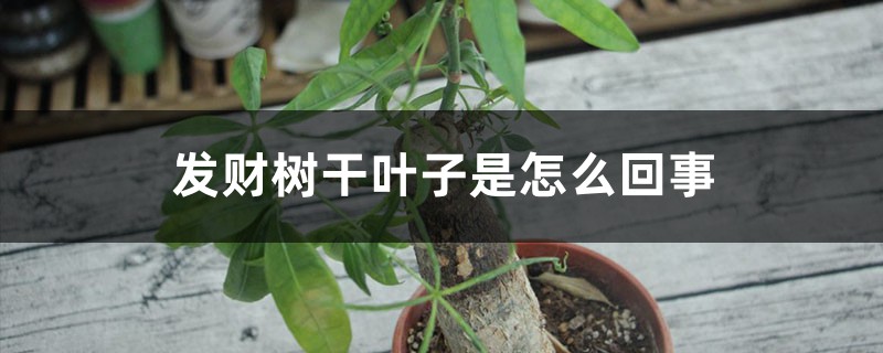 發(fā)財(cái)樹干葉子是怎么回事