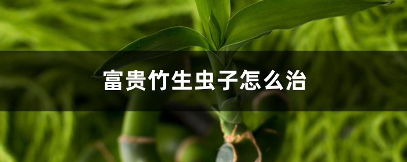 富貴竹生蟲子怎么治，生蟲子了用什么藥