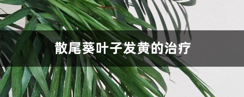 散尾葵葉子發(fā)黃的治療，黃葉怎么回事