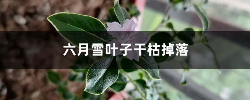 六月雪葉子干枯掉落怎么辦