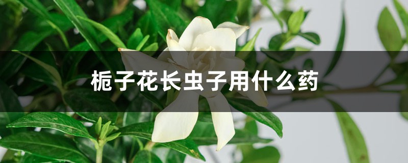 梔子花長蟲子用什么藥