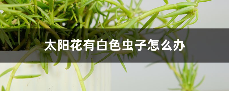 太陽花有白色蟲子怎么辦，用什么藥噴呢