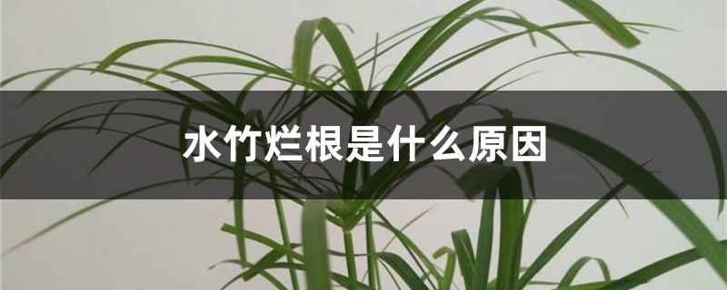 水竹爛根是什么原因