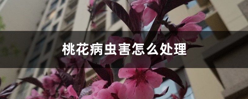 桃花病蟲害怎么處理，桃花蟲害癥狀