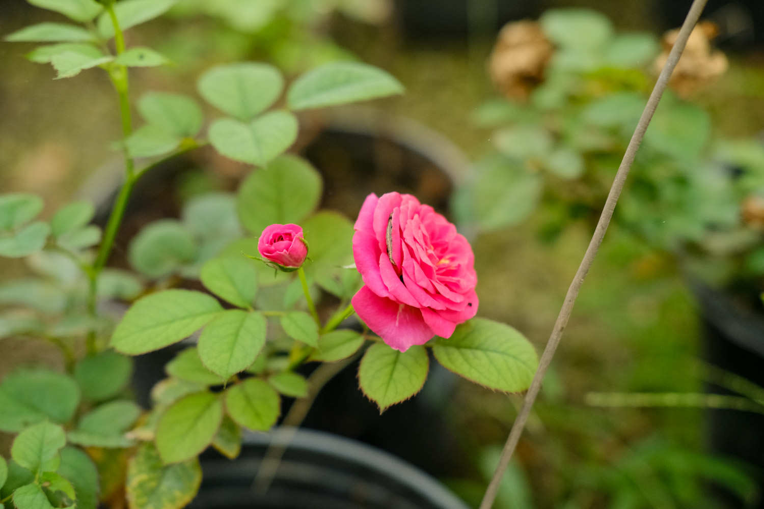 洛陽適合養(yǎng)什么花，市花和市樹是什么