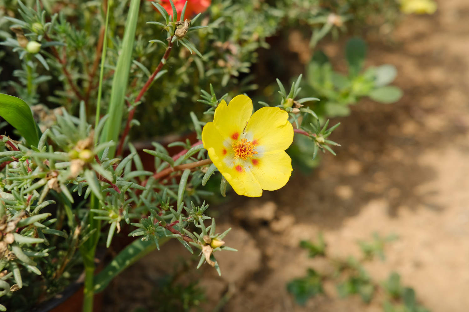 太陽花