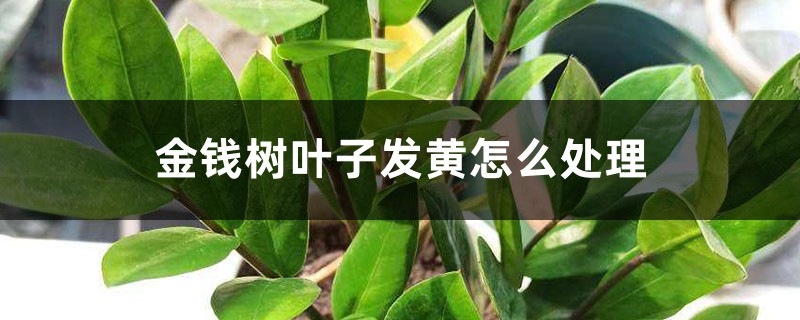 金錢樹葉子發(fā)黃怎么處理，葉子發(fā)黃咋補(bǔ)救