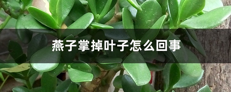 燕子掌掉葉子怎么回事，怎么辦