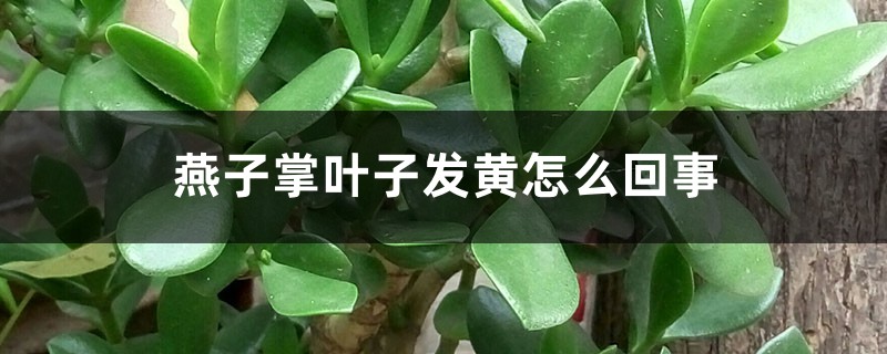 燕子掌葉子發(fā)黃怎么回事，怎么辦