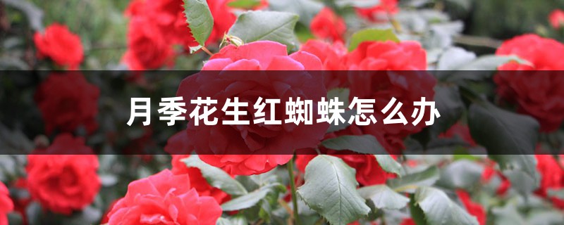 月季花生紅蜘蛛怎么辦