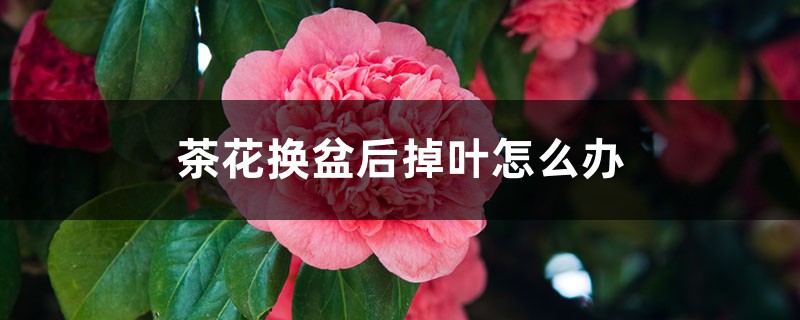 茶花換盆后掉葉怎么辦，茶花怎么服盆