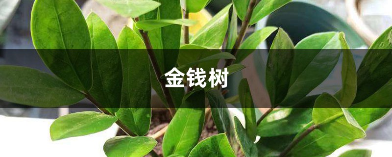 “金錢樹”養(yǎng)了很久沒動靜？土里埋上顆“它”，一年葉子長不停！