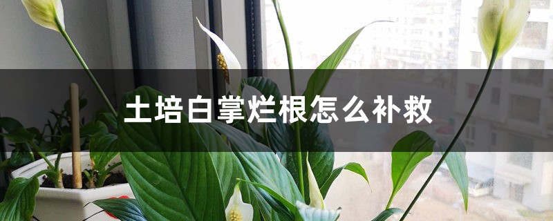 土培白掌爛根怎么補救