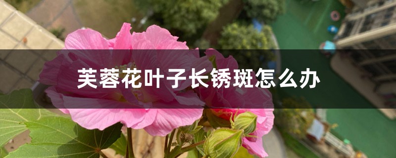 芙蓉花葉子長(zhǎng)銹斑怎么辦