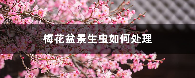 梅花盆景生蟲(chóng)如何處理，梅花樹(shù)生蟲(chóng)了怎么辦