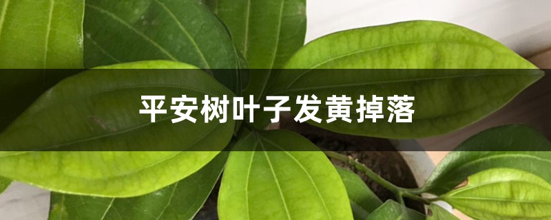 平安樹葉子發(fā)黃掉落怎么辦