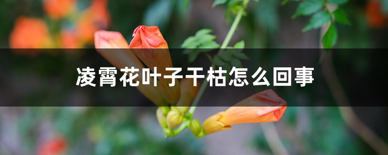 凌霄花葉子干枯怎么回事，葉子枯萎打卷