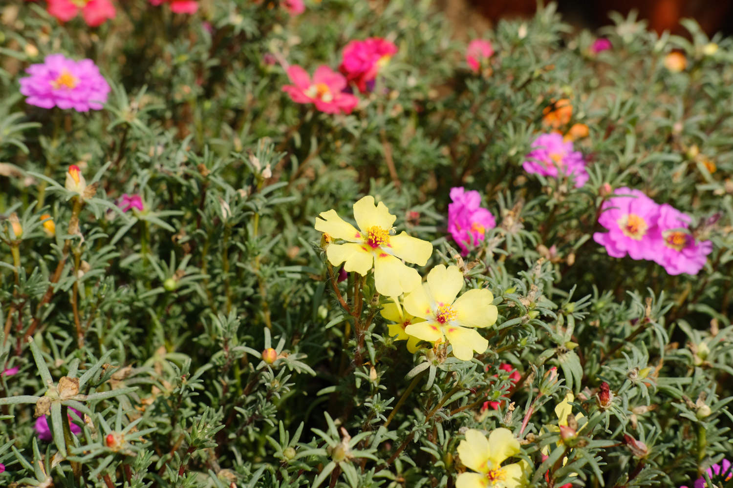 太陽(yáng)花