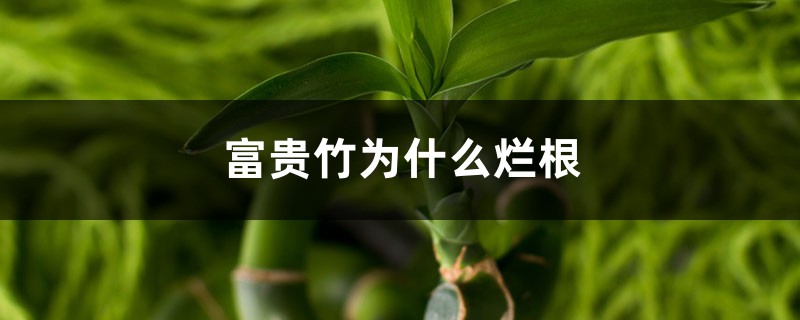 富貴竹為什么爛根，爛根怎么處理