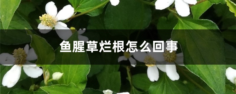 魚腥草爛根怎么回事，魚腥草爛根怎么辦