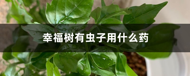 幸福樹有蟲子用什么藥，幸福樹介殼蟲怎么根除