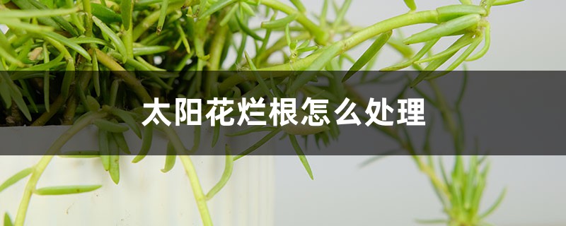 太陽花爛根怎么處理