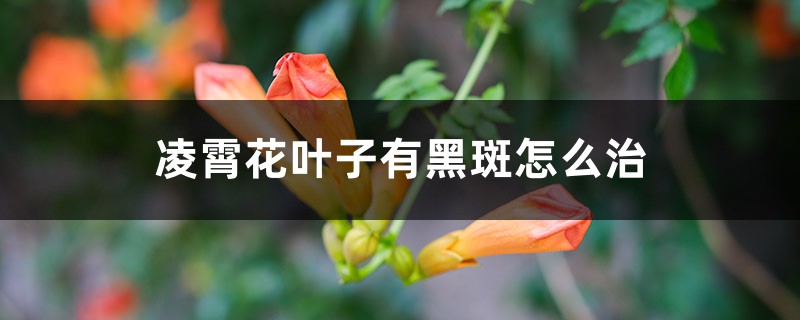 凌霄花葉子有黑斑怎么治，葉子一碰就掉