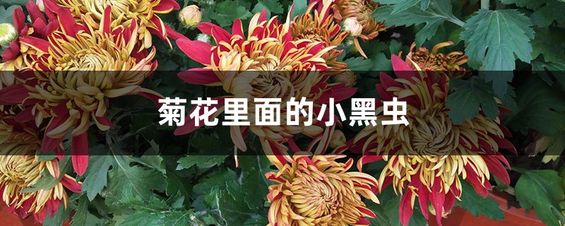 菊花里面的小黑蟲是什么，怎么去除