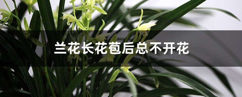 蘭花長花苞后總不開花是什么原因，怎么養(yǎng)才能開花