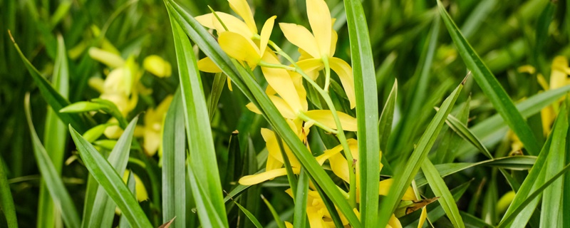 蘭花開(kāi)花的迷信說(shuō)法