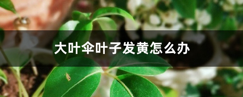 大葉傘葉子發(fā)黃怎么辦，為什么會黃葉