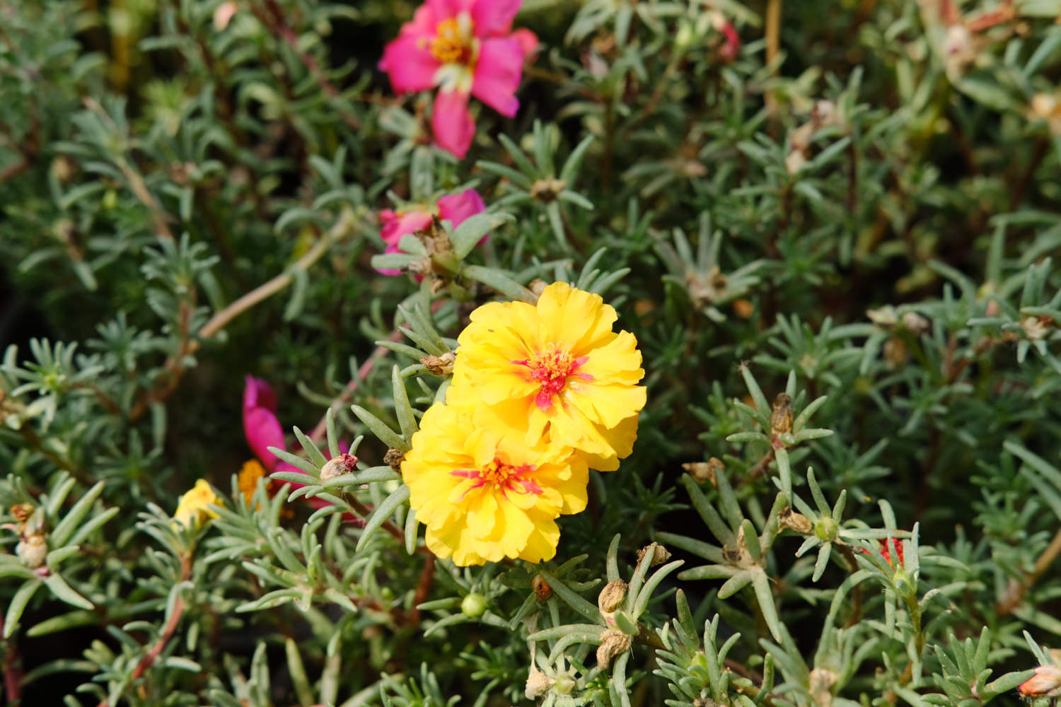 太陽(yáng)花