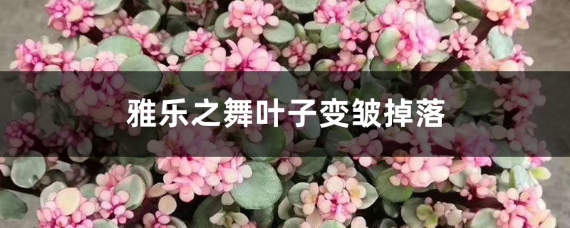 雅樂之舞葉子變皺掉落怎么回事，怎么辦