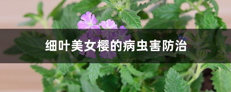 細(xì)葉美女櫻的病蟲(chóng)害防治