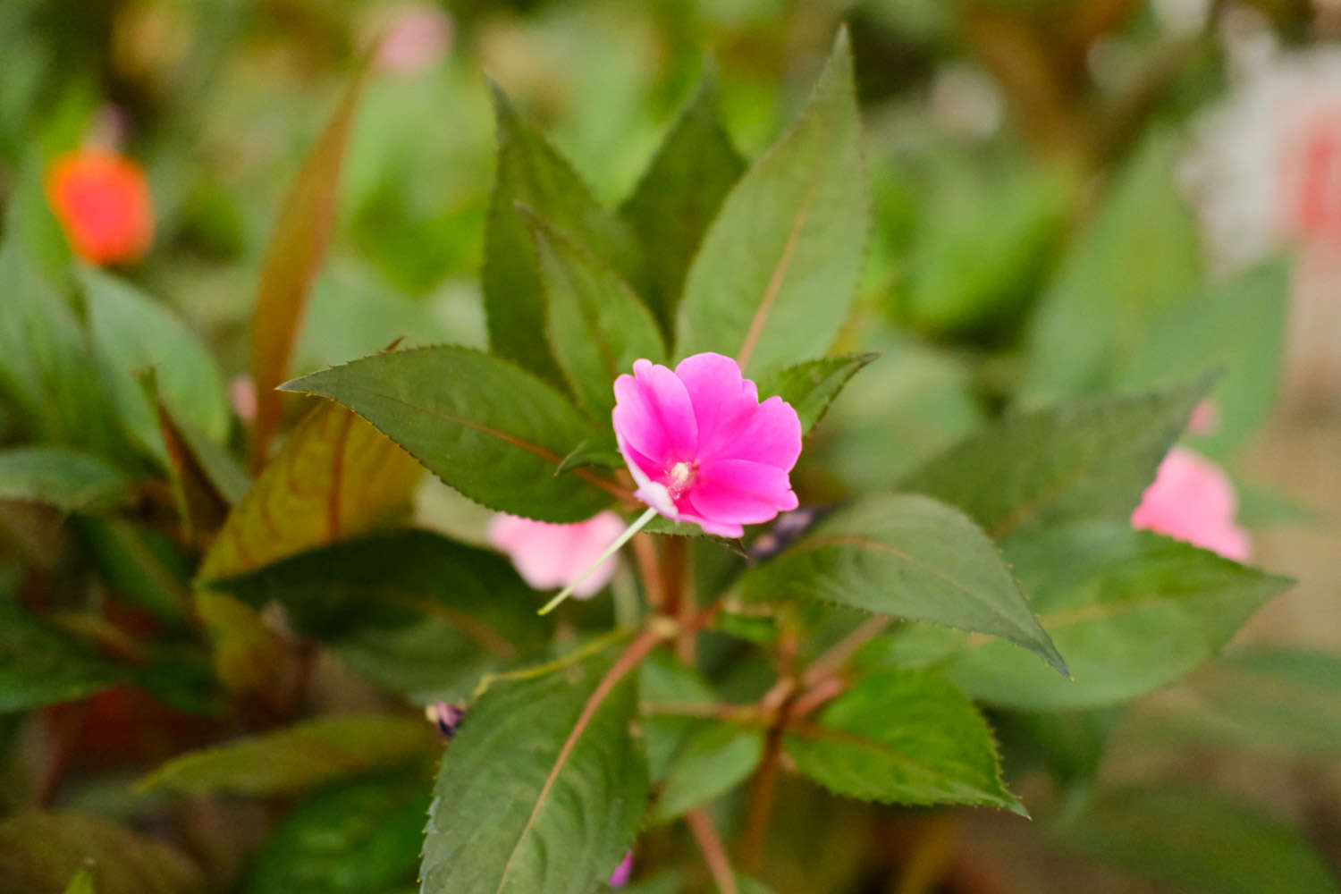 鳳仙花