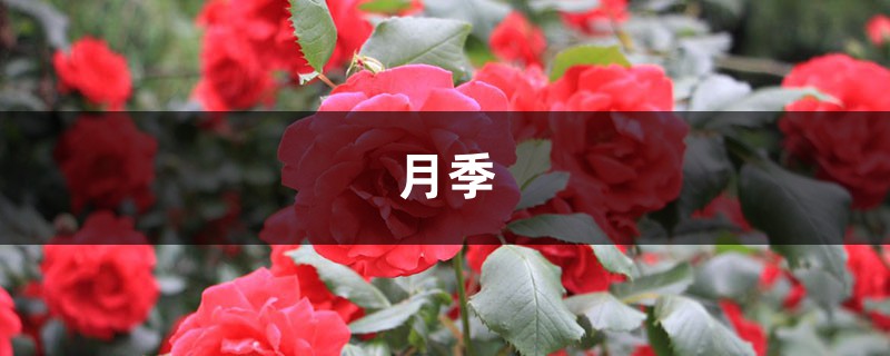 月季=藥罐子？學(xué)會這5個技巧，保你月月開花不招蟲！