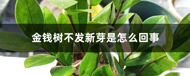 金錢樹不發(fā)新芽是怎么回事，怎樣讓金錢樹快長(zhǎng)新芽