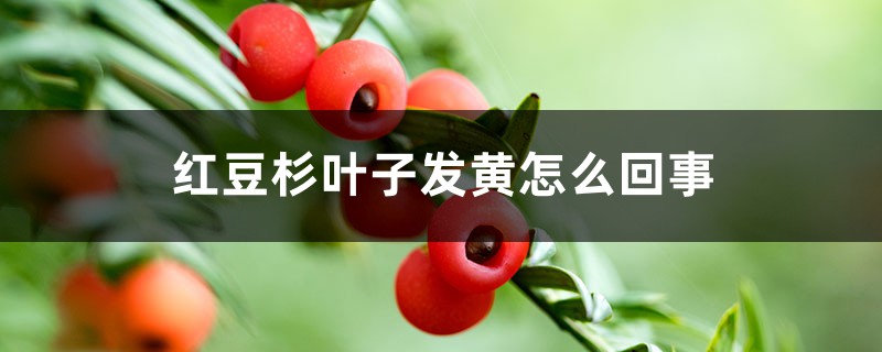 紅豆杉葉子發(fā)黃怎么回事，怎么辦