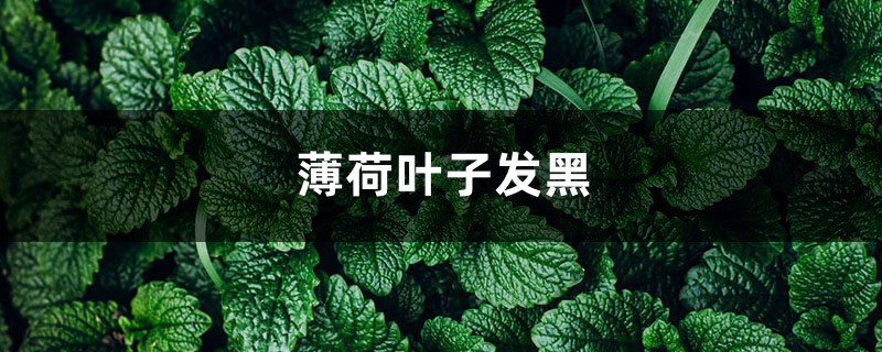 薄荷葉子發(fā)黑，薄荷葉子長(zhǎng)黑斑怎么辦